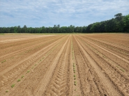 field