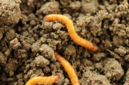 wireworm