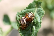 potato beetle