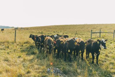 image of cattle at SVAREC