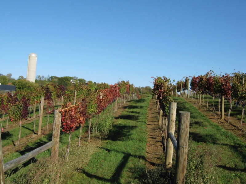 Red "fall color" of these vines in a central Virginia is a symptom of grapevine leafroll-associated virus infection