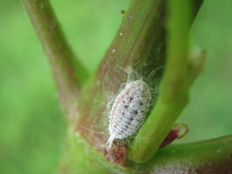A small white insect (Gill’s mealybug, about ¼ inches long) is one of the vectors for grapevine leafroll-associated viruses.