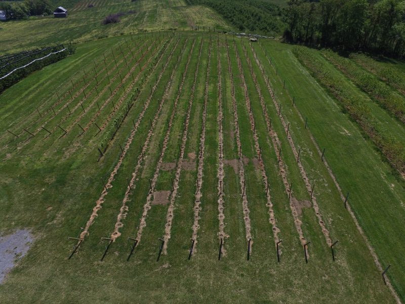 Overview drone photo of the new vineyard