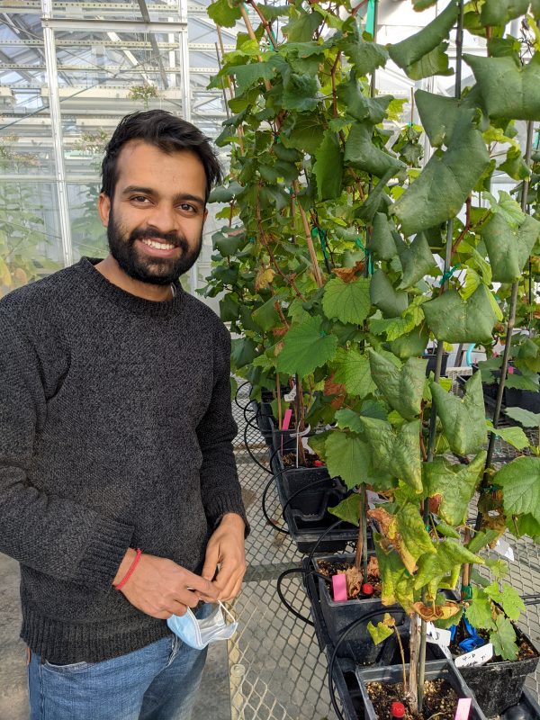 Manoj with grapevines in a greenhouse