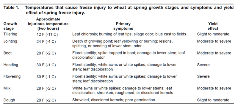2021 Cold damage to small grain and corn - Dr. Wade Thomason