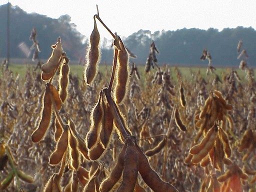 soybeans