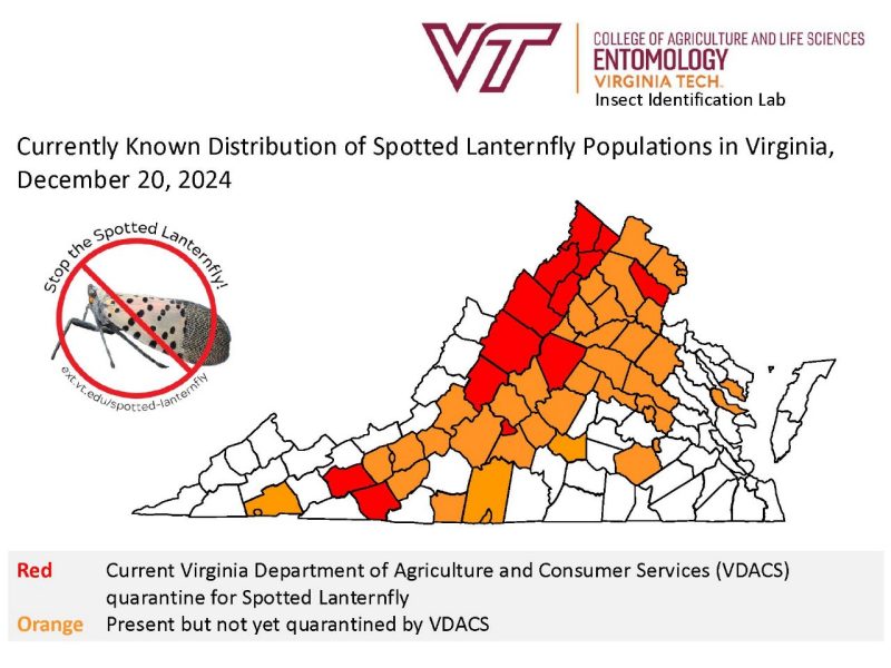 Map of spotted lanternfly distribution in Virginia 2024