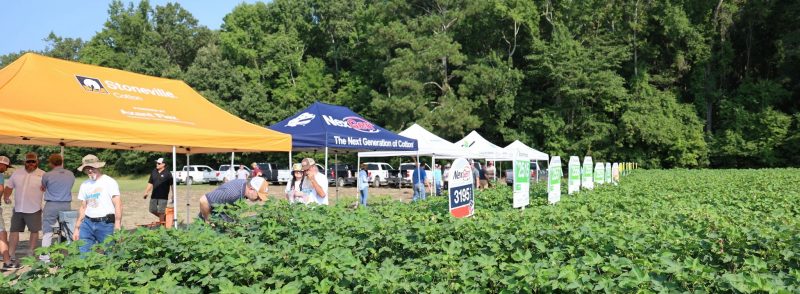 Cotton Field Day tents set up beside a cotton field at the Tidewater AREC