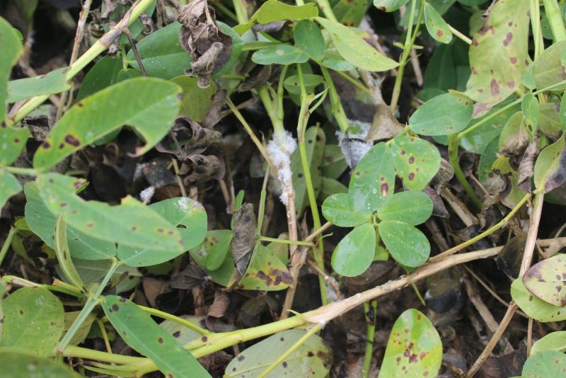 Figure 1.  Peanut leaves showing late leaf spot symptoms on leaves and peanut stems showing symptoms and signs of Sclerotinia blight