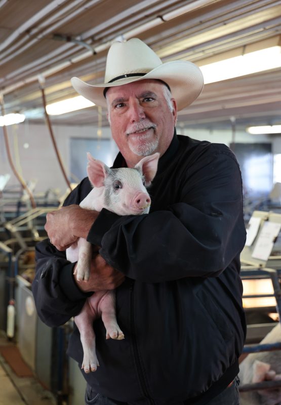 Professor Mark Estienne with pig at Tidewater AREC Swine Facility