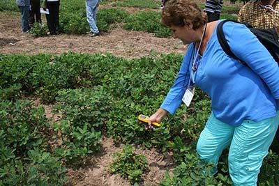 Dr. Maria Balota uses technology in a peanut field.