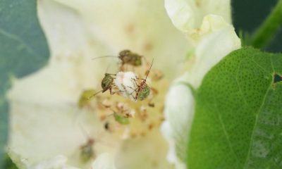 Field Crops Entomology