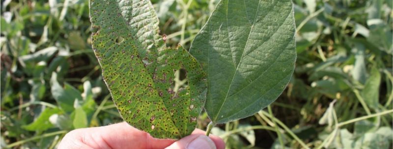 Field Crops disease photo leaves with obvious damage