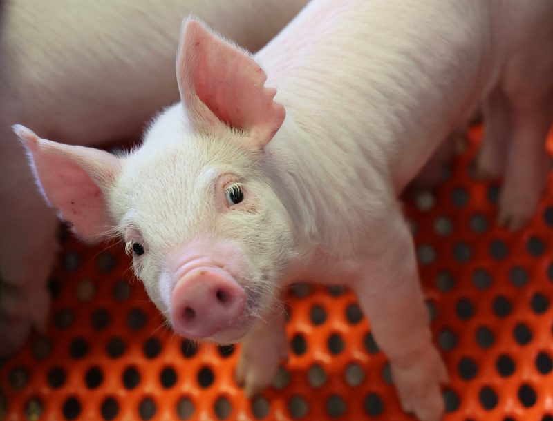 3 week old pig at Tidewater AREC swine program