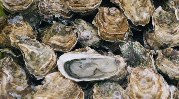 Image of Oysters by Ben Stern