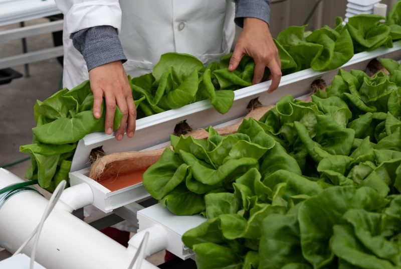 Researcher lifts lettuce to show its roots and growth using controlled environment agriculture.