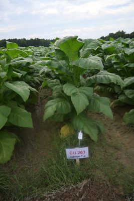 Tobacco field.