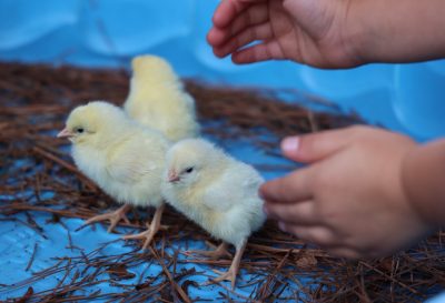 A child's hands reach for baby chicks.