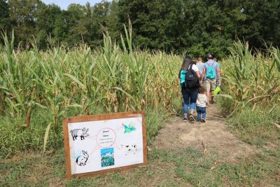 People walking into a corn maze.