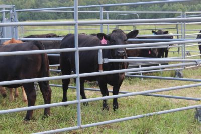 A black cow gazes through metal fencing.