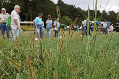 A group of field day attendees examine the grasses along the edge of field trial plots.