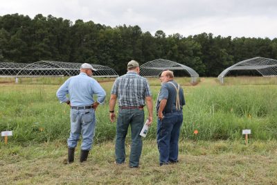 Three men discuss grasses along edge of field.