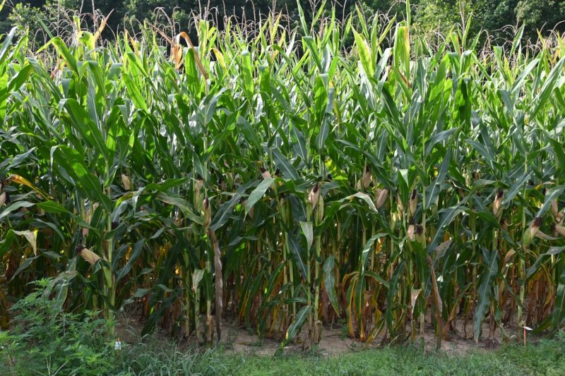 A field of corn