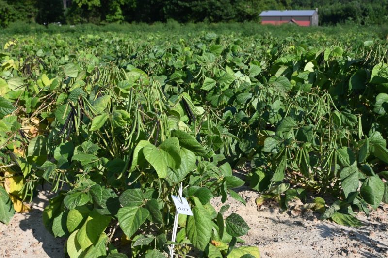 a field of mung beans