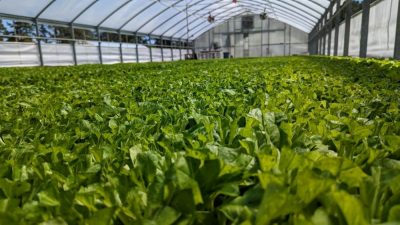 Tobacco transplants in a greenhouse