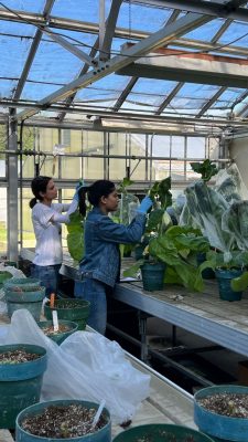 Two women work with tobacco plants in a greenhouse