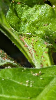 aphids on a green leaf