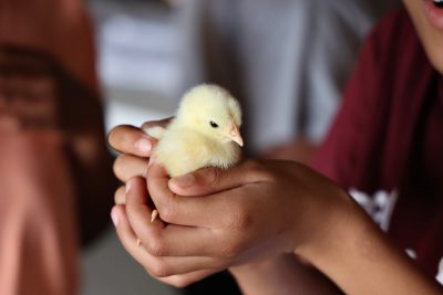 Child holding baby chick.