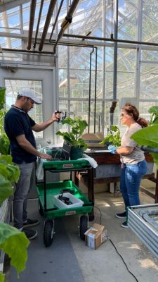 Researchers with plants in greenhouse.