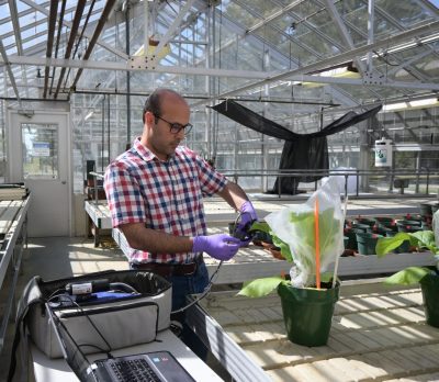 Scientist in greenhouse wearing glasses and button down shirt, taking data from plant.