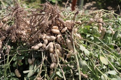 Peanuts on the vine