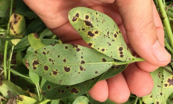 Tobacco leaf with leaf spot