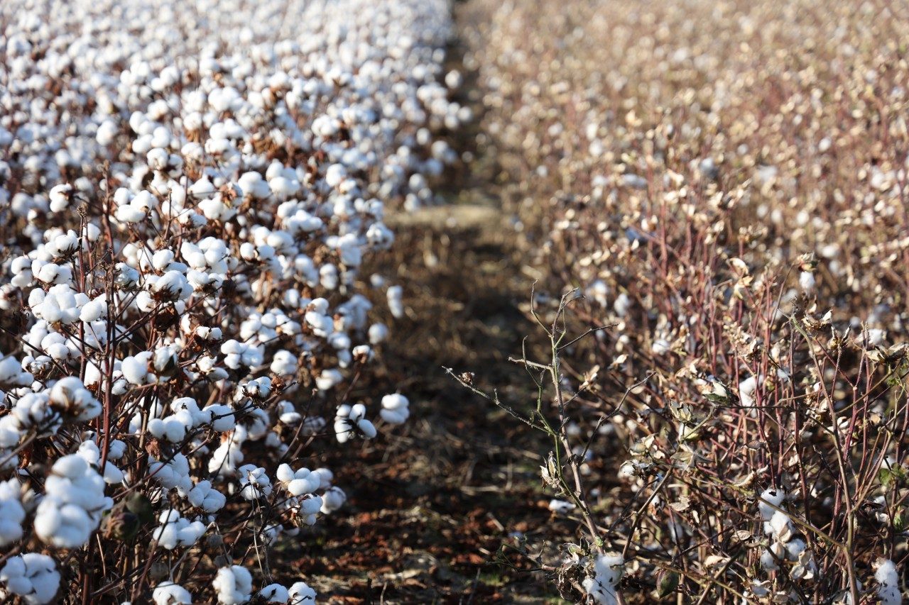 View of a cotton field showing cotton harvested and cotton waiting to be picked.