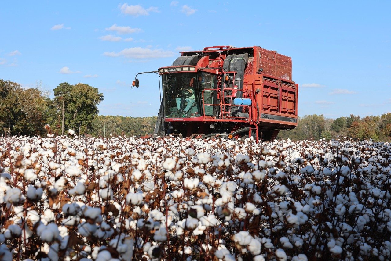 A red combine harvests cotton in the field.