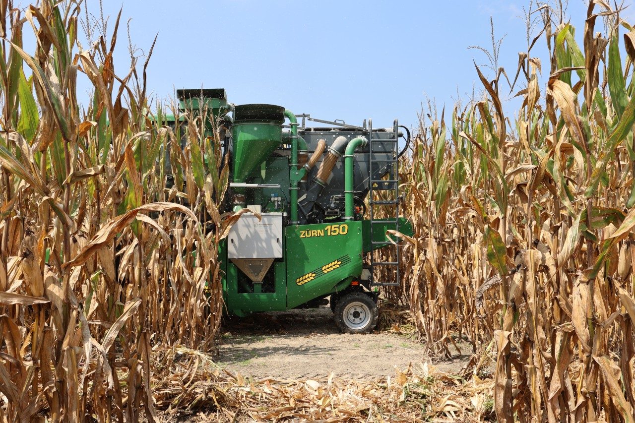 A small green combine harvests corn in the field.