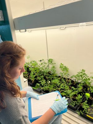 woman in lab wearing gloves and recording data about peanut plants