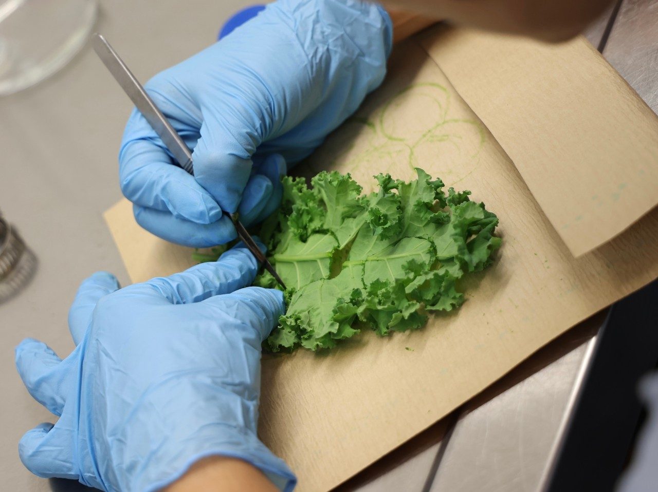 Researcher removes sections of kale for a pathogenicity study