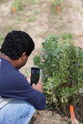 Man in field takes photo of plants with iphone.