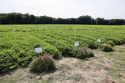 Peanuts in the field labeled by variety.