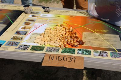 Peanuts displayed on a color grading chart after pod blasting