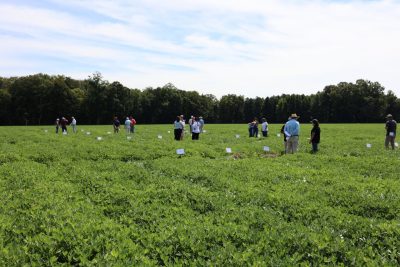 Field day attendees walking in the fields among different peanut varieties.