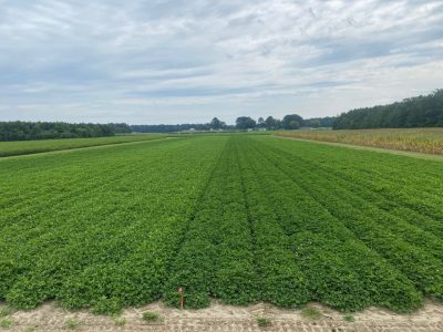 peanut field