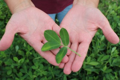 hands holding peanut leaves