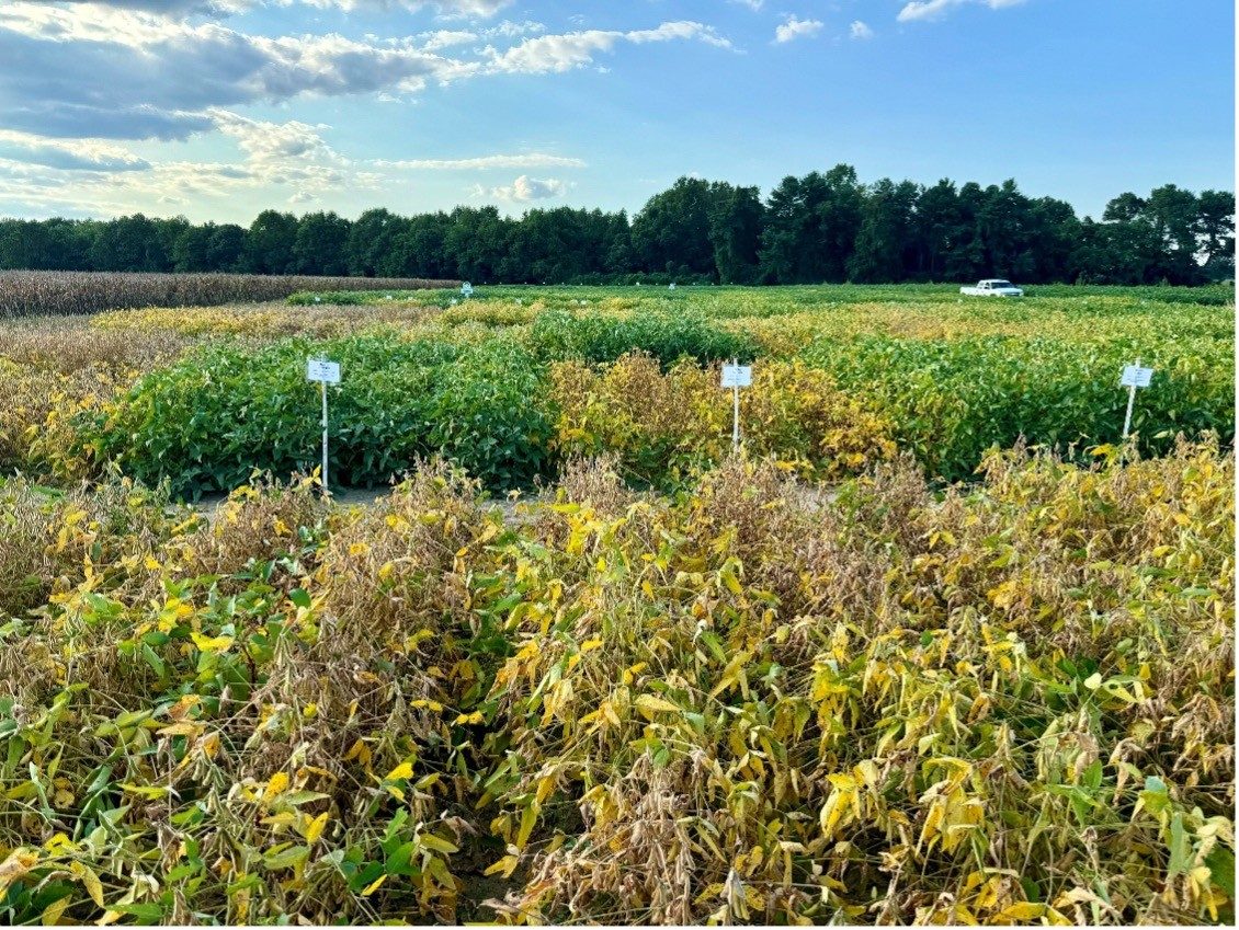 view of soybean field trials