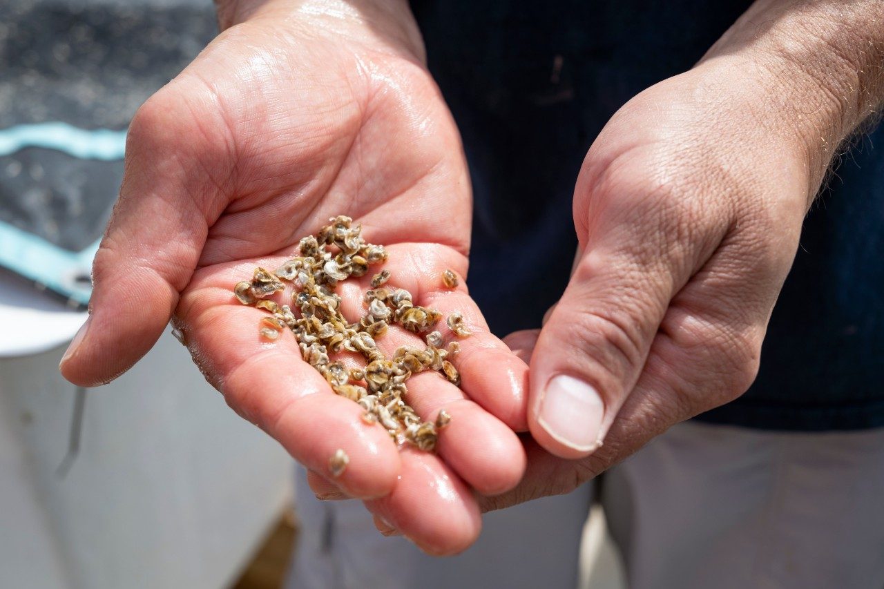 Farmer shows oyster seed at an aqua farm