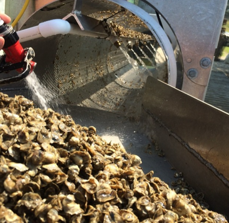 Tumbling of oysters is a technique used by farmers to grow stronger, more uniformly shaped oysters. Similar to the way a gardener prunes a tree, you can tumble an oyster to chip its shell and encourage it to “cup up,” or grow a deeper cup with larger meat. Photo courtesy of Heather Terry Lusk. 